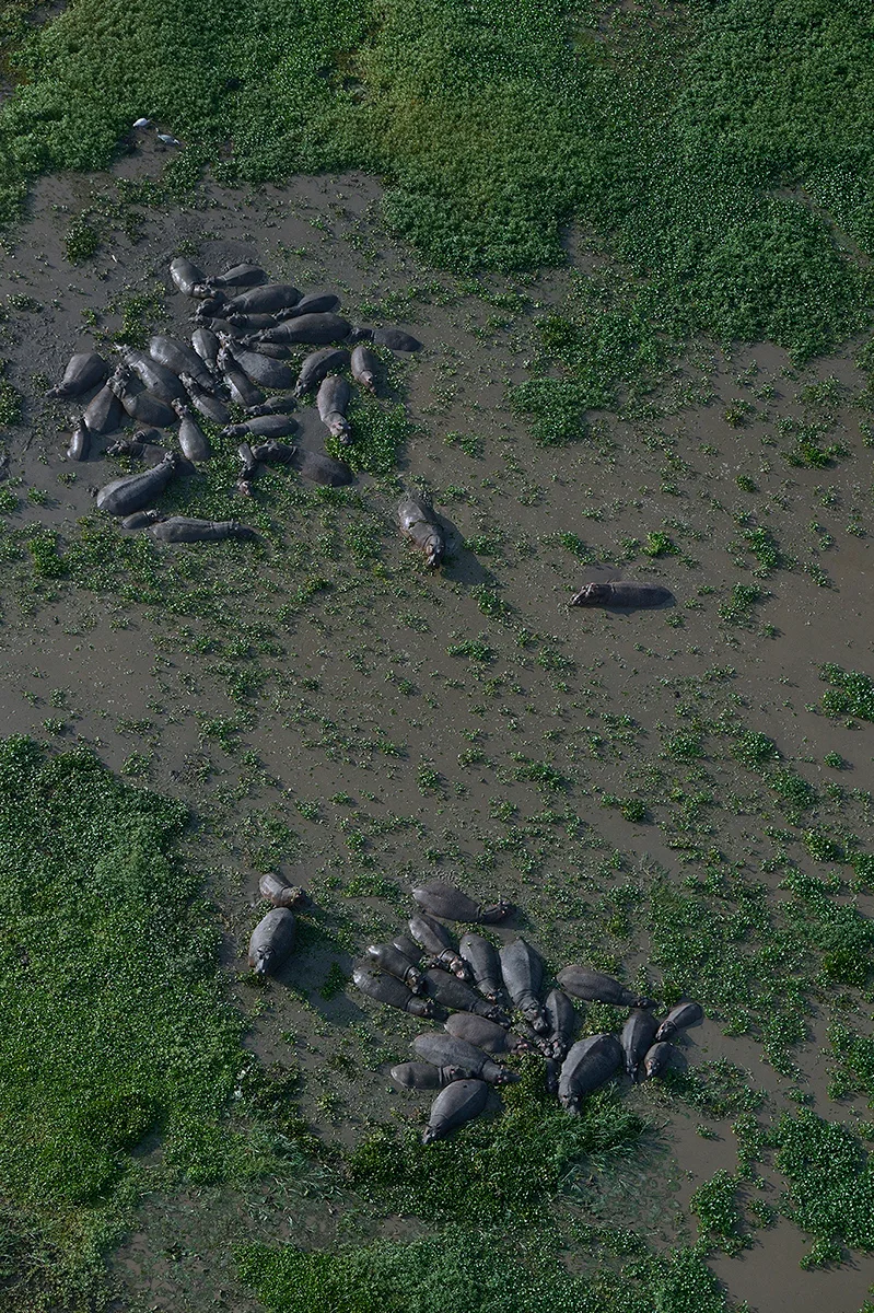 GORONGOSA SAFARIS - Wildlife - Bloat of hippos from above